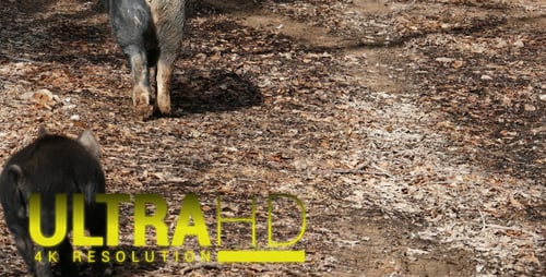 Wildschweine mit seiner Mutter 7
