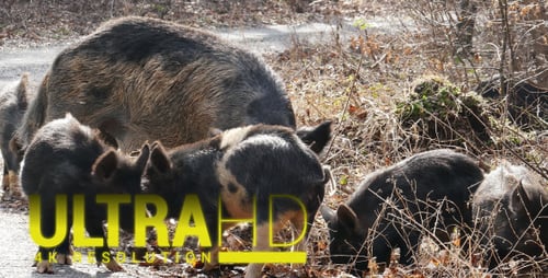 Wild Pigs with his Mother 3