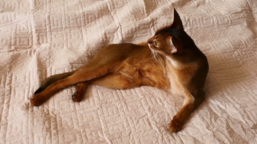 Abyssinian Cat Grooming on Bed at Home