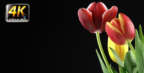 Blooming Tulips Against Black Background