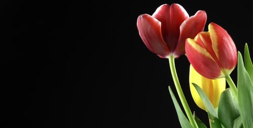 Close Up of Colorful Tulips Blooming on Black