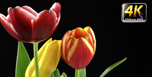 Colorful Red and Yellow Tulips Against Black Background