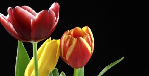 Vibrant Tulips Blooming in Close-Up on Black