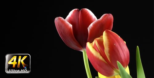 Close-up of Red and Yellow Tulips Blooming