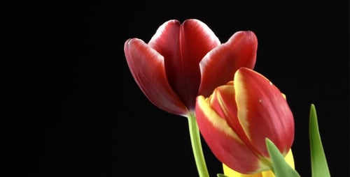 Tulips Blooming in Time Lapse
