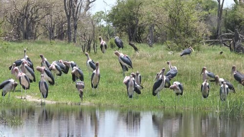 Group Marabou storks around a lake