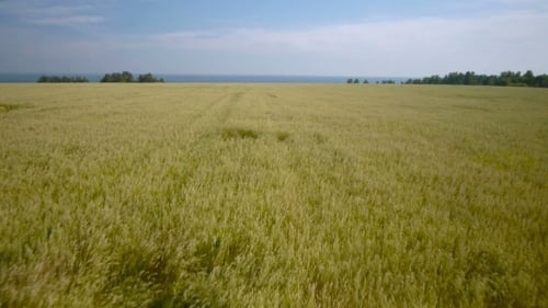 Aerial Overflight Of a Yellow Wheat Field