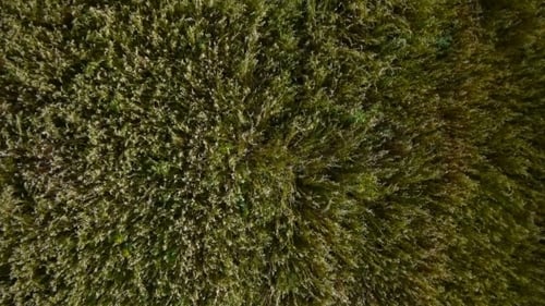 Luftüberflug eines gelben Weizenfeldes