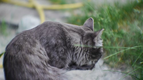 Cat Washes Himself