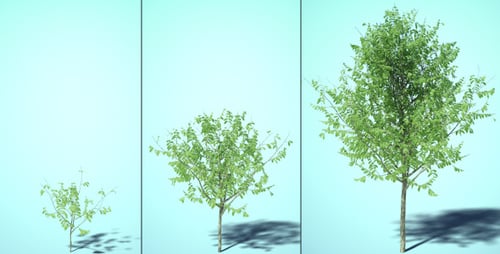 Growing Tree