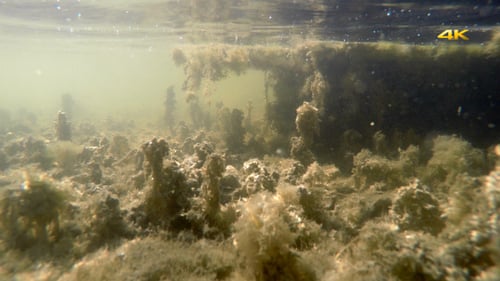 Natürlicher echter moosiger Sumpf Underwater 1