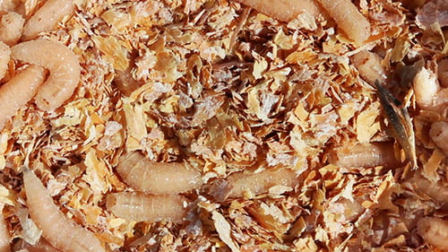 Maggots Of Fly - Appâts pour la pêche