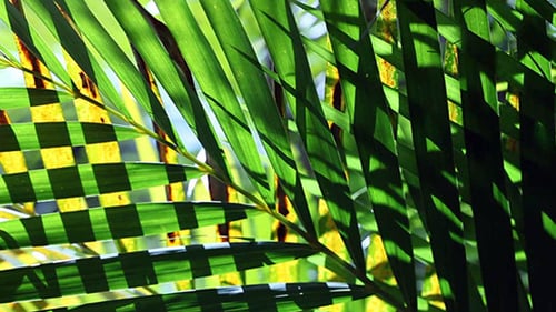Green Leaf In Nature 418