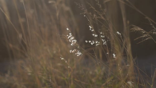 Gras Und Wind