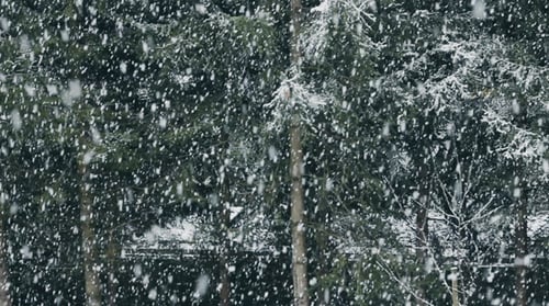 nieve cayendo en los abetos del bosque