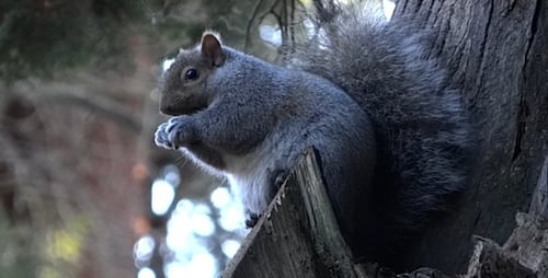 Gray Squirrel - Loop
