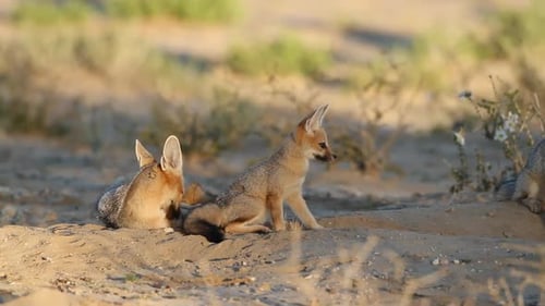 Cape Foxes At Their Den - Kalahari Desert