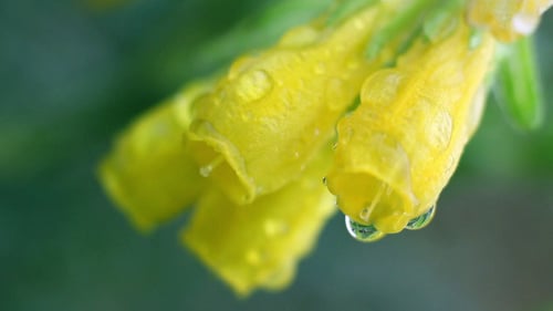 Gelbe Blumen auf grünem Blatt-Hintergrund