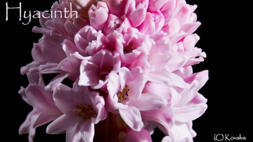 Pink Hyacinth Fower