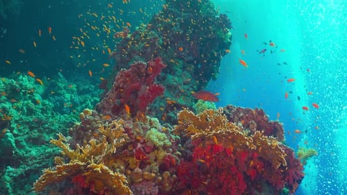 Tropical Fish on Vibrant Coral Reef
