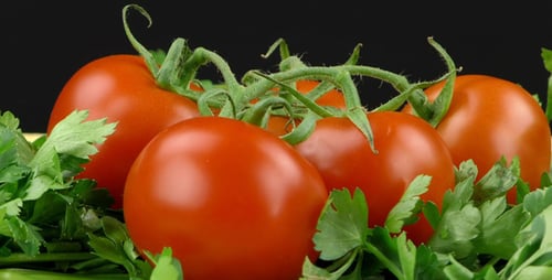 Parsley and Tomato 4
