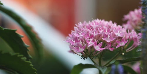 Close-Up of Delicate Pink Flower Bloom