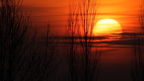 Brilliant Golden Sunset Through Silhouetted Bare Trees