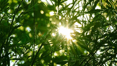 Sunlight Shimmers Through Green Tree Leaves