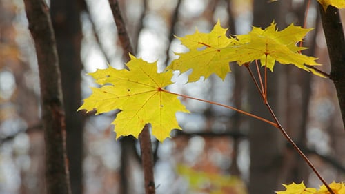 Yellow Maple Leaves Swaying on Autumn Branch