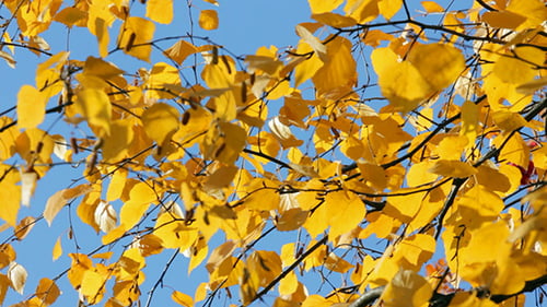 Golden Yellow Tree Leaves Swaying Against Blue Sky