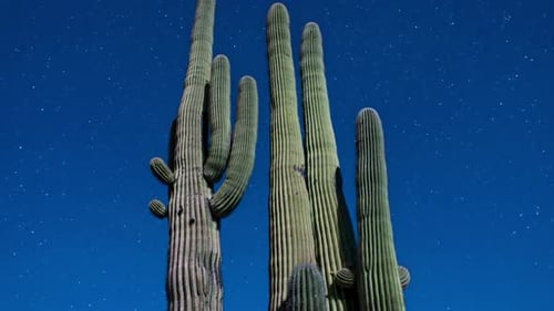 Night Desert Cactus With Star Lapse 1