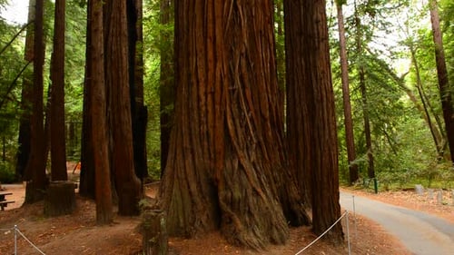 Giant Sequoias Redwood Trees In California