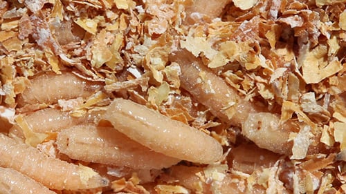 Crawling Maggots on Light Brown Flakes, Close Up