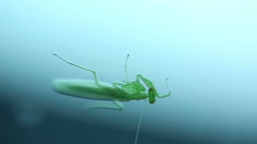 Green Mantis