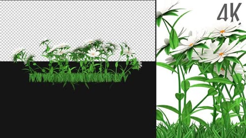 Weiße Blumen wachsen