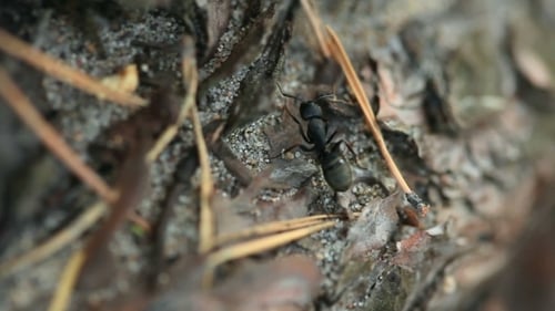 Schwarze Ameise