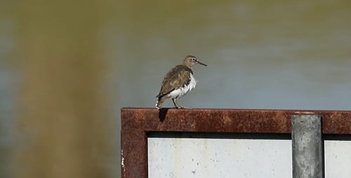Common Sandpiper (Actitis hypoleucos)
