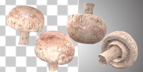 Champignon