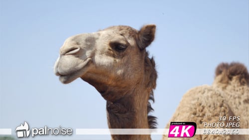 Close-Up of a Camel on a Sunny Day