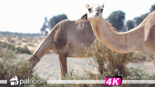 Camel Eating 01