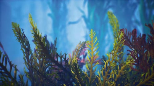 Underwater Tropical Colourful Softhard Corals Seascape