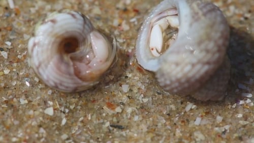 Hermit Crabs