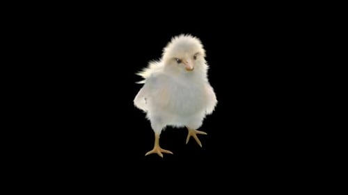 Fluffy White Chick Walking with Transparent Background