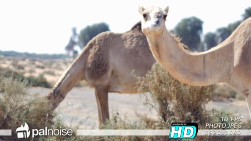 Camel Eating 01