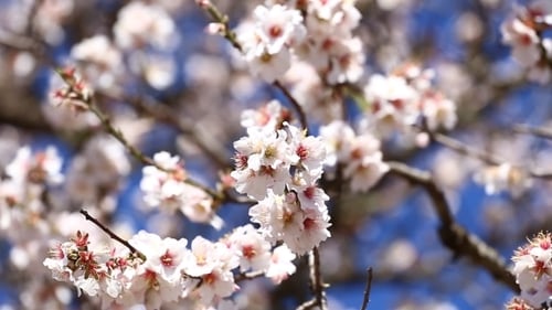 Flowering Tree with Blossoms Against Blue Sky