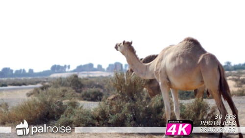 Camel Eating 03
