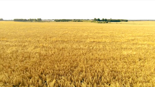 Flying Over a Wheat Field