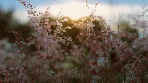 Weeds Flowing in the Sunlight at Sunrise