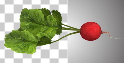 Realistic 3D Rotating Radish with Green Leaves