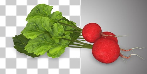 Fresh Radish